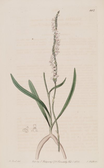 Illustration of Spiranthes sinensis (as syn. Neottia australis) by M. Hart